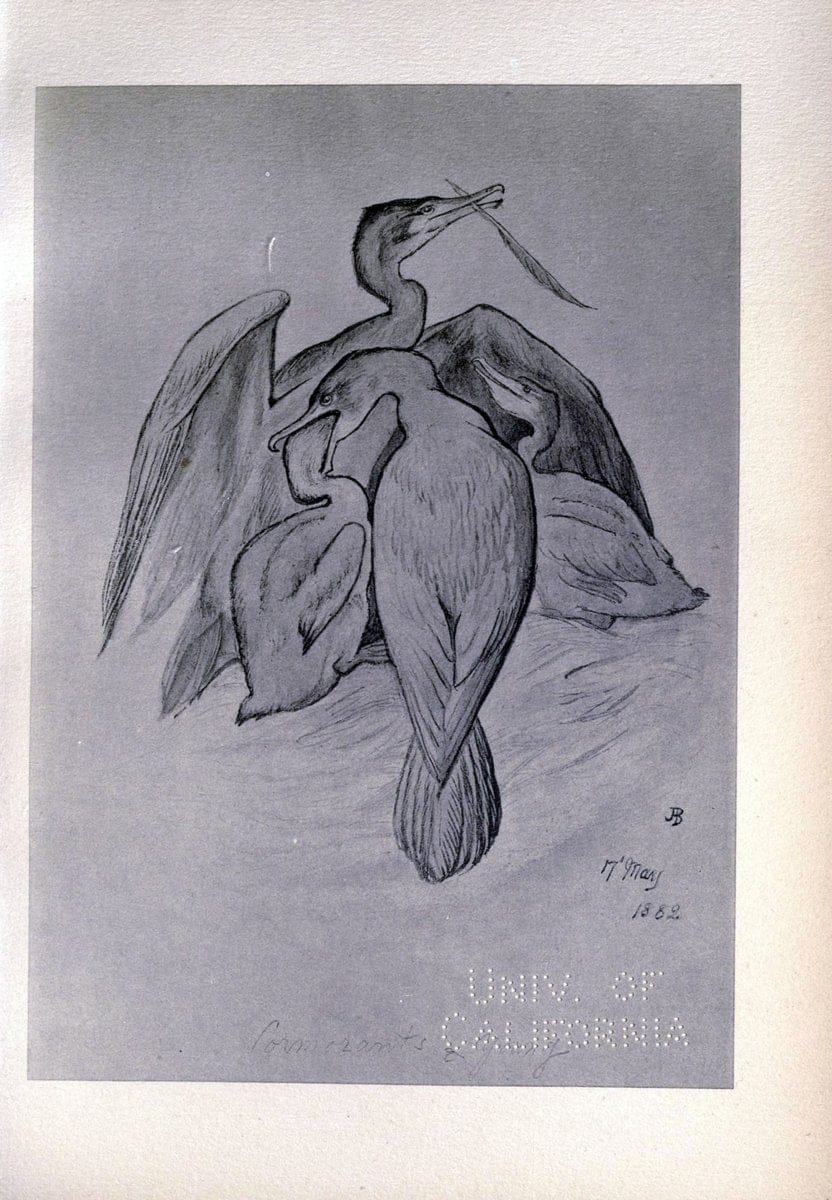 Birds from Moidart and elsewhere /.Edinburgh :David Douglas,1895.  | Birds Scotland  | Vintage Print Reproduction 462400