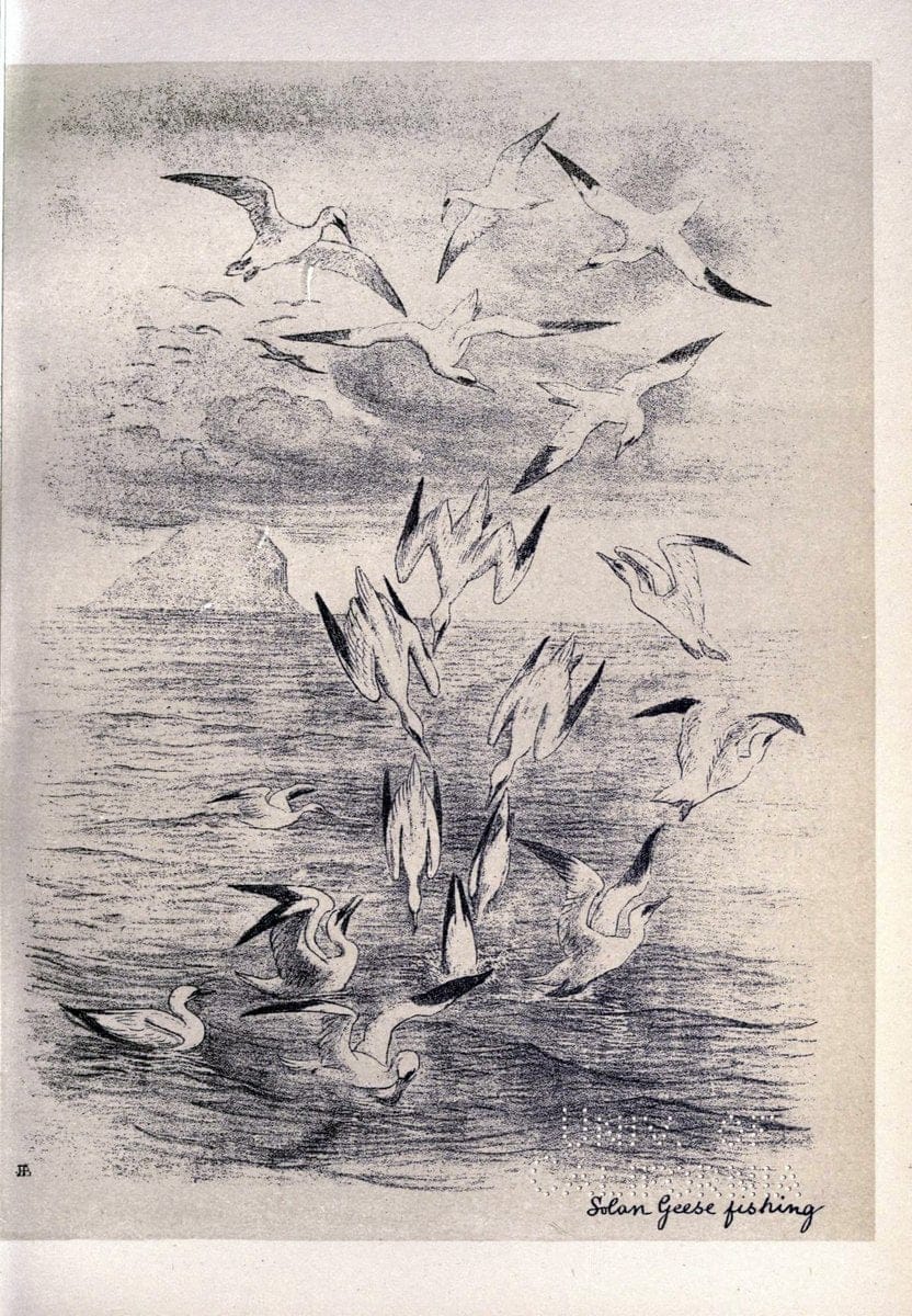 Birds from Moidart and elsewhere /.Edinburgh :David Douglas,1895.  | Birds Scotland  | Vintage Print Reproduction 462401