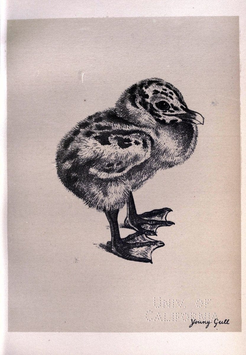 Birds from Moidart and elsewhere /.Edinburgh :David Douglas,1895.  | Birds Scotland  | Vintage Print Reproduction 462402