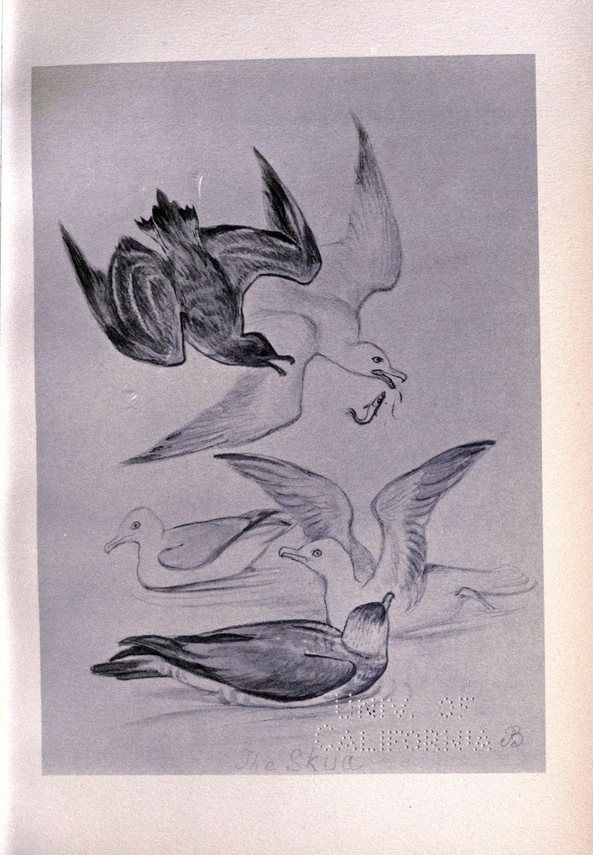 Birds from Moidart and elsewhere /.Edinburgh :David Douglas,1895.  | Birds Scotland  | Vintage Print Reproduction 462403