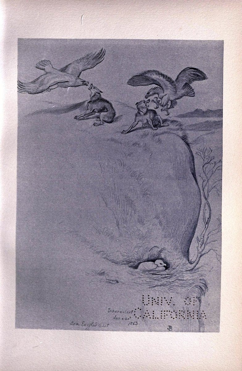 Birds from Moidart and elsewhere /.Edinburgh :David Douglas,1895.  | Birds Scotland  | Vintage Print Reproduction 462404
