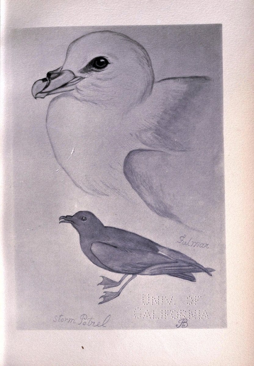 Birds from Moidart and elsewhere /.Edinburgh :David Douglas,1895.  | Birds Scotland  | Vintage Print Reproduction 462405
