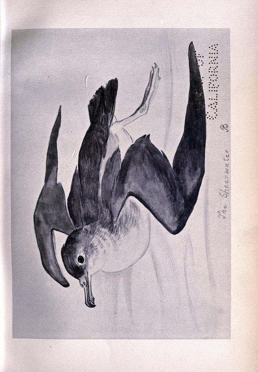 Birds from Moidart and elsewhere /.Edinburgh :David Douglas,1895.  | Birds Scotland  | Vintage Print Reproduction 462406