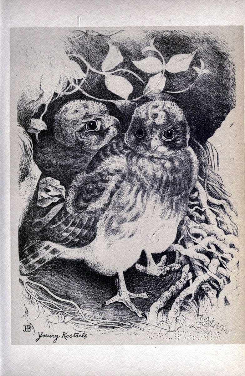 Birds from Moidart and elsewhere /.Edinburgh :David Douglas,1895.  | Birds Scotland  | Vintage Print Reproduction 462408