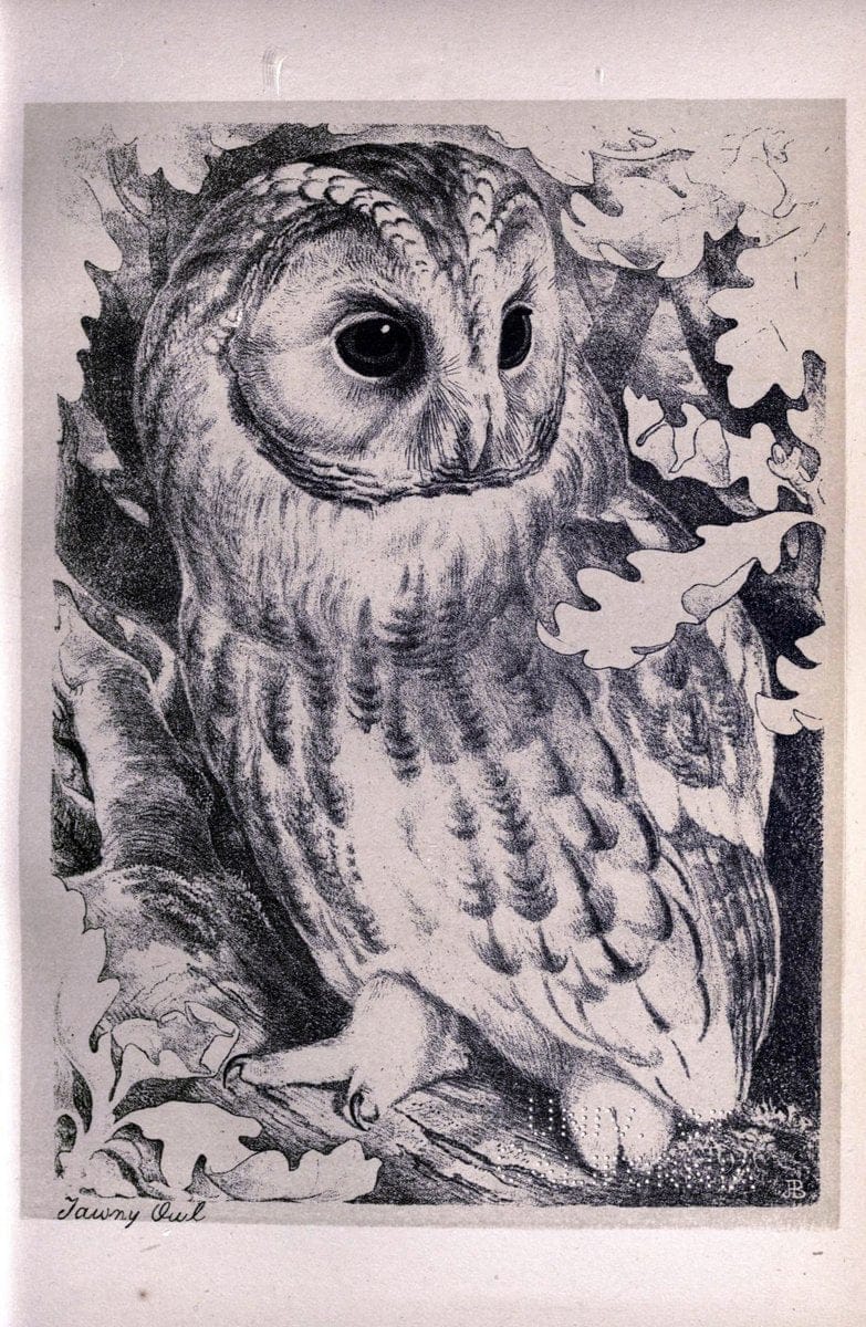 Birds from Moidart and elsewhere /.Edinburgh :David Douglas,1895.  | Birds Scotland  | Vintage Print Reproduction 462409