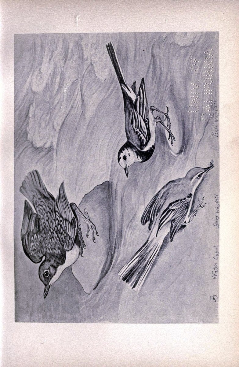Birds from Moidart and elsewhere /.Edinburgh :David Douglas,1895.  | Birds Scotland  | Vintage Print Reproduction 462411