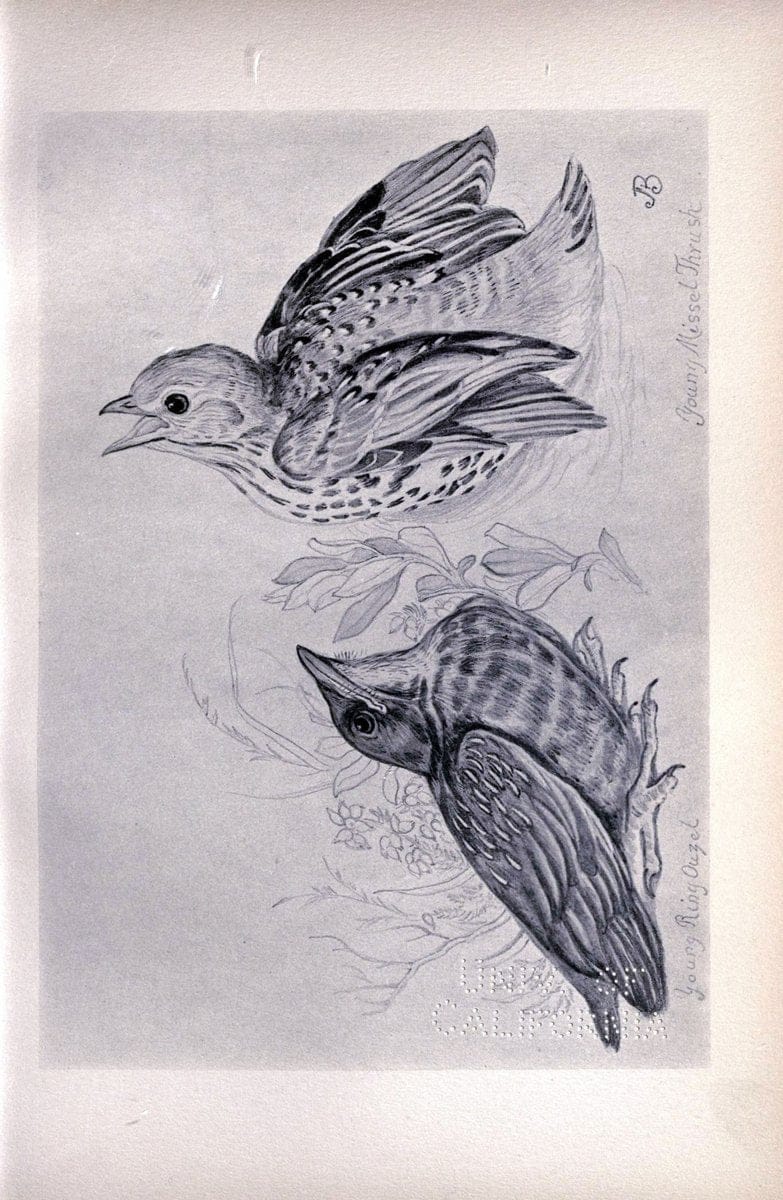 Birds from Moidart and elsewhere /.Edinburgh :David Douglas,1895.  | Birds Scotland  | Vintage Print Reproduction 462412