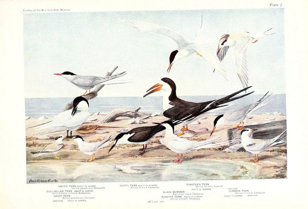Birds of America v.1.New York,The University Society,1923. | 59.82(7) Birds "North America"  | Vintage Print Reproduction 462413