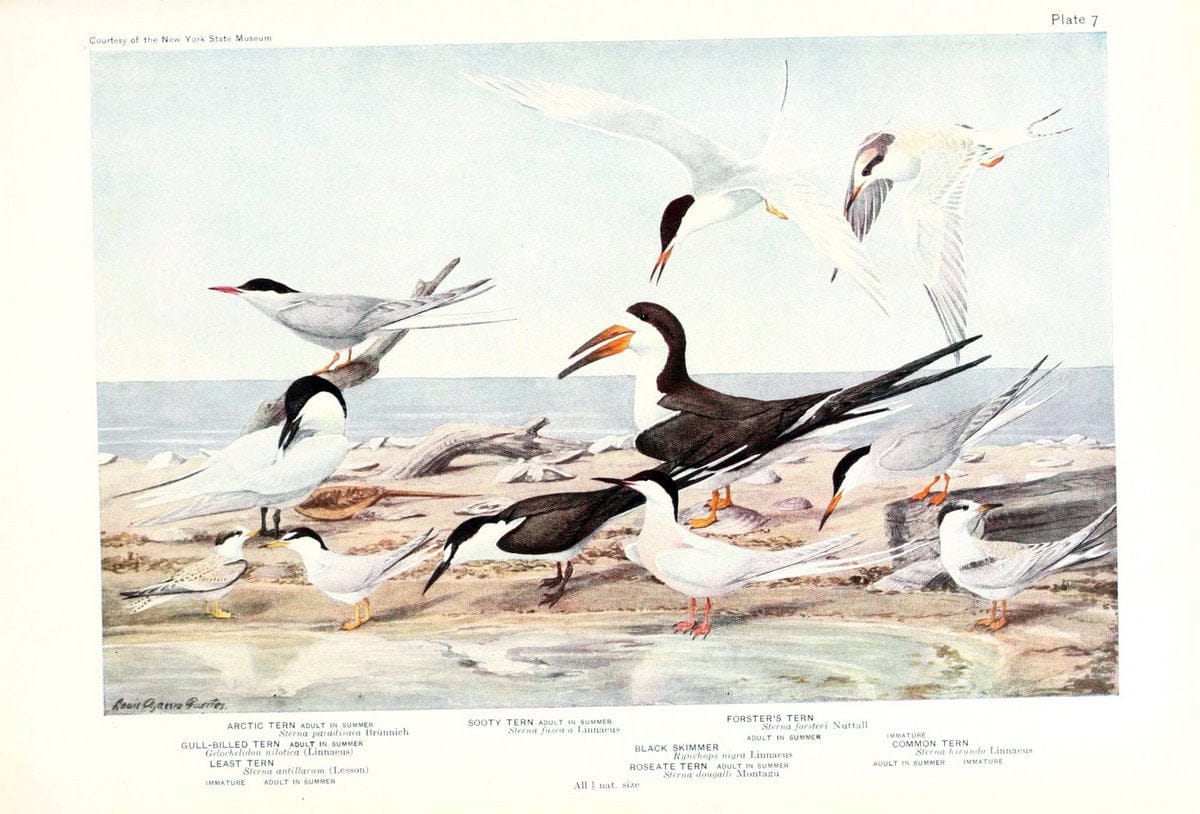 Birds of America v.1.New York,The University Society,1923. | 59.82(7) Birds "North America"  | Vintage Print Reproduction 462413