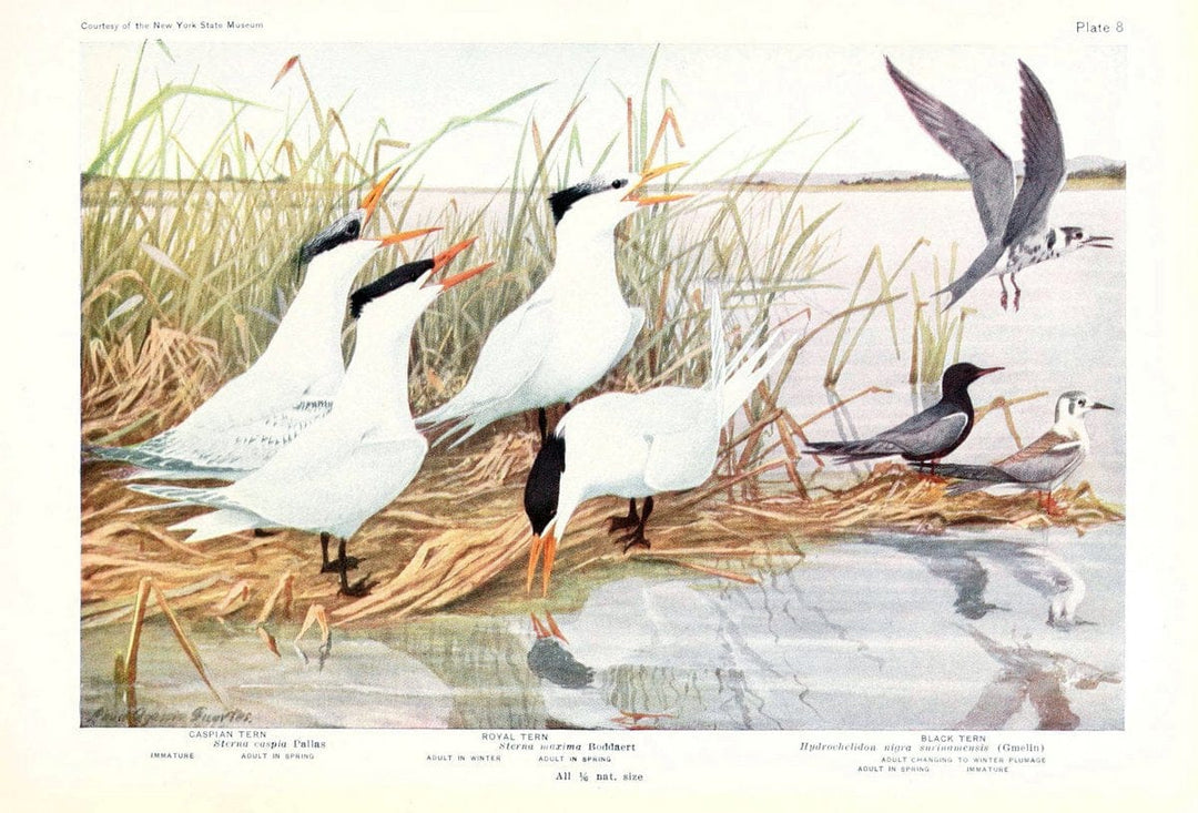 Birds of America v.1.New York,The University Society,1923. | 59.82(7) Birds "North America"  | Vintage Print Reproduction 462414