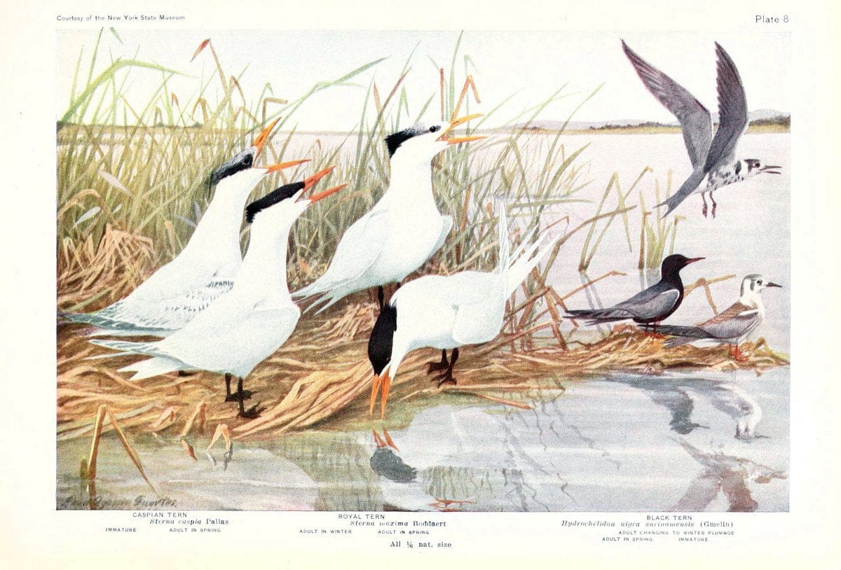 Birds of America v.1.New York,The University Society,1923. | 59.82(7) Birds "North America"  | Vintage Print Reproduction 462414