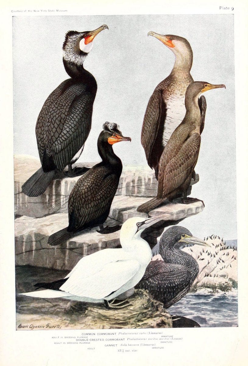 Birds of America v.1.New York,The University Society,1923. | 59.82(7) Birds "North America"  | Vintage Print Reproduction 462415