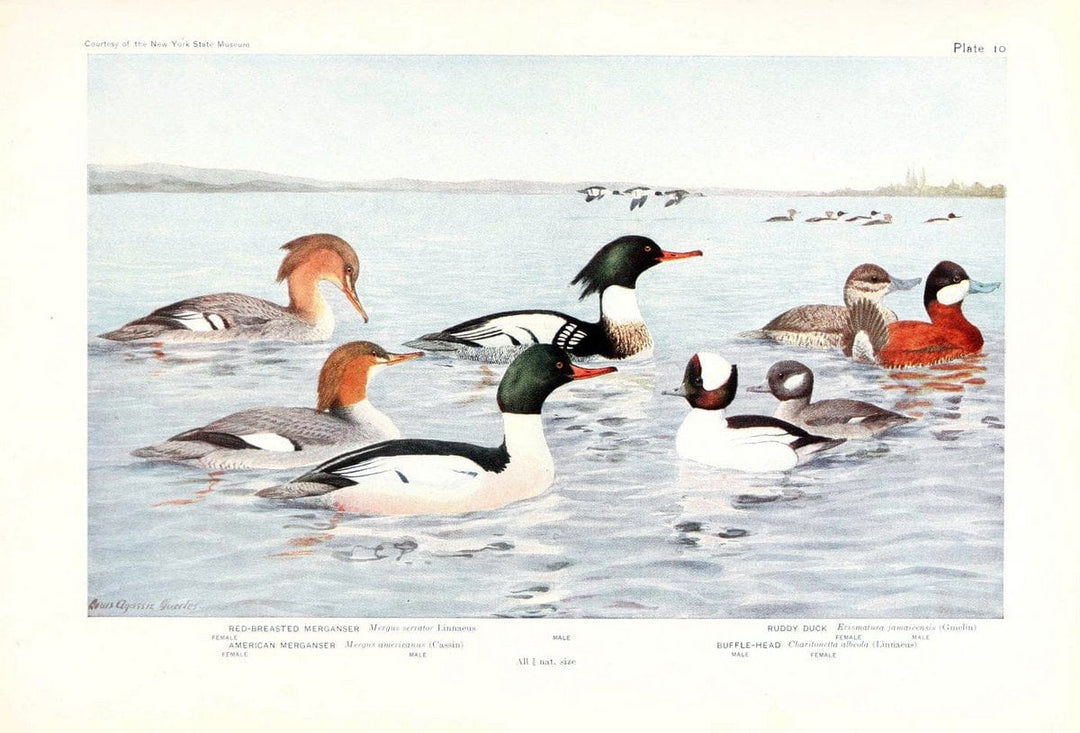 Birds of America v.1.New York,The University Society,1923. | 59.82(7) Birds "North America"  | Vintage Print Reproduction 462416