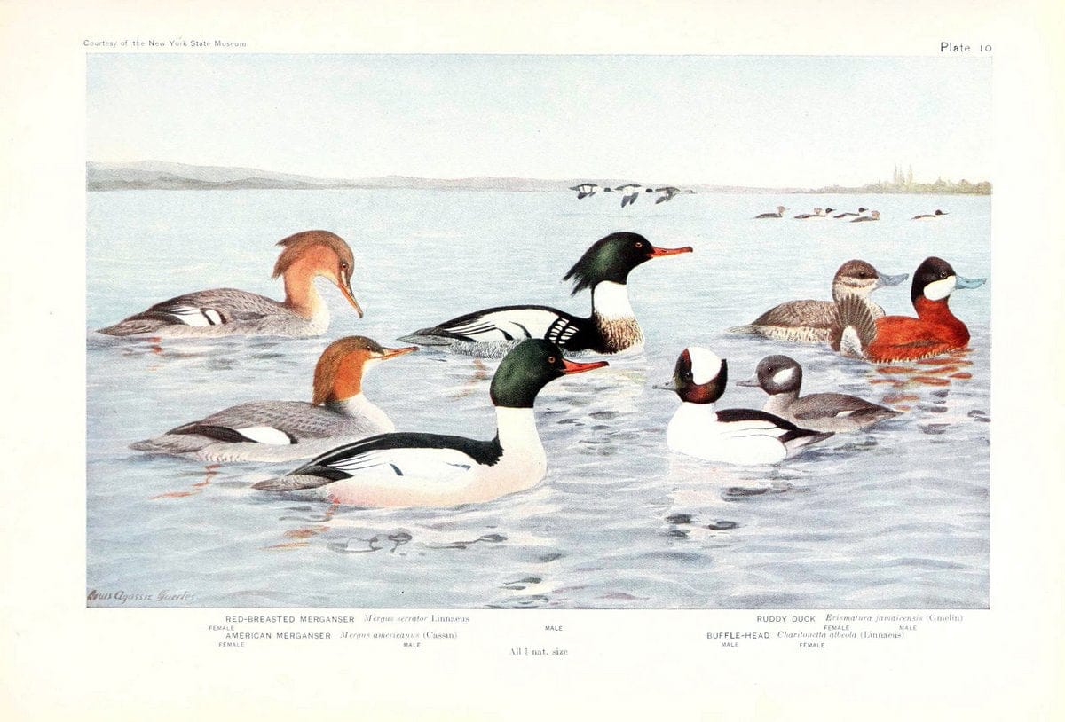 Birds of America v.1.New York,The University Society,1923. | 59.82(7) Birds "North America"  | Vintage Print Reproduction 462416
