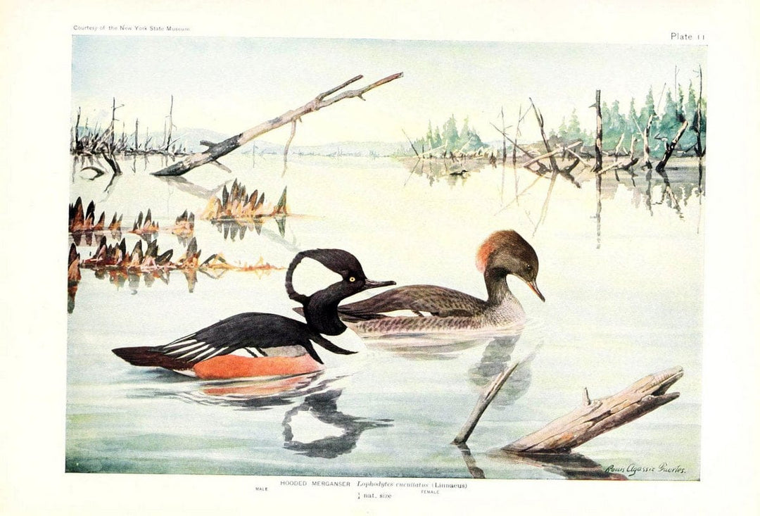 Birds of America v.1.New York,The University Society,1923. | 59.82(7) Birds "North America"  | Vintage Print Reproduction 462417
