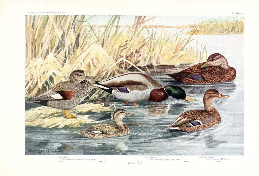 Birds of America v.1.New York,The University Society,1923. | 59.82(7) Birds "North America"  | Vintage Print Reproduction 462419