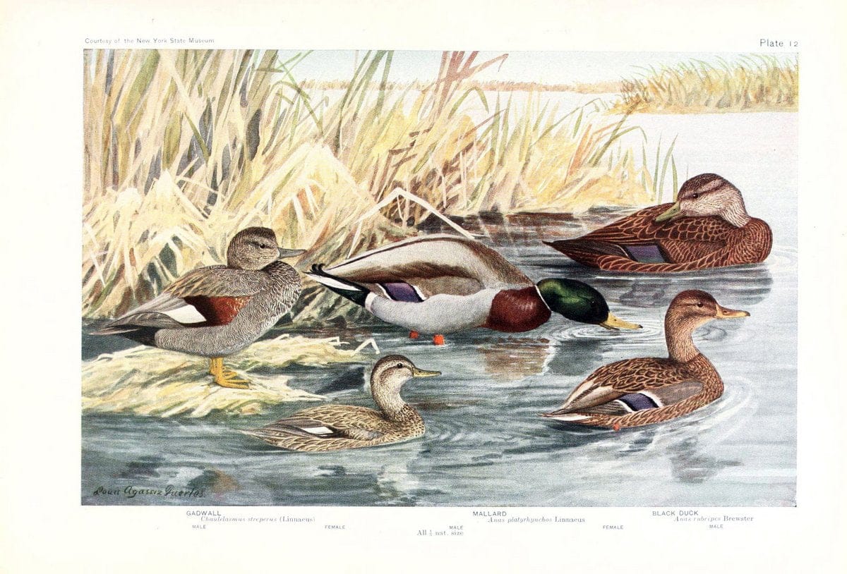 Birds of America v.1.New York,The University Society,1923. | 59.82(7) Birds "North America"  | Vintage Print Reproduction 462419