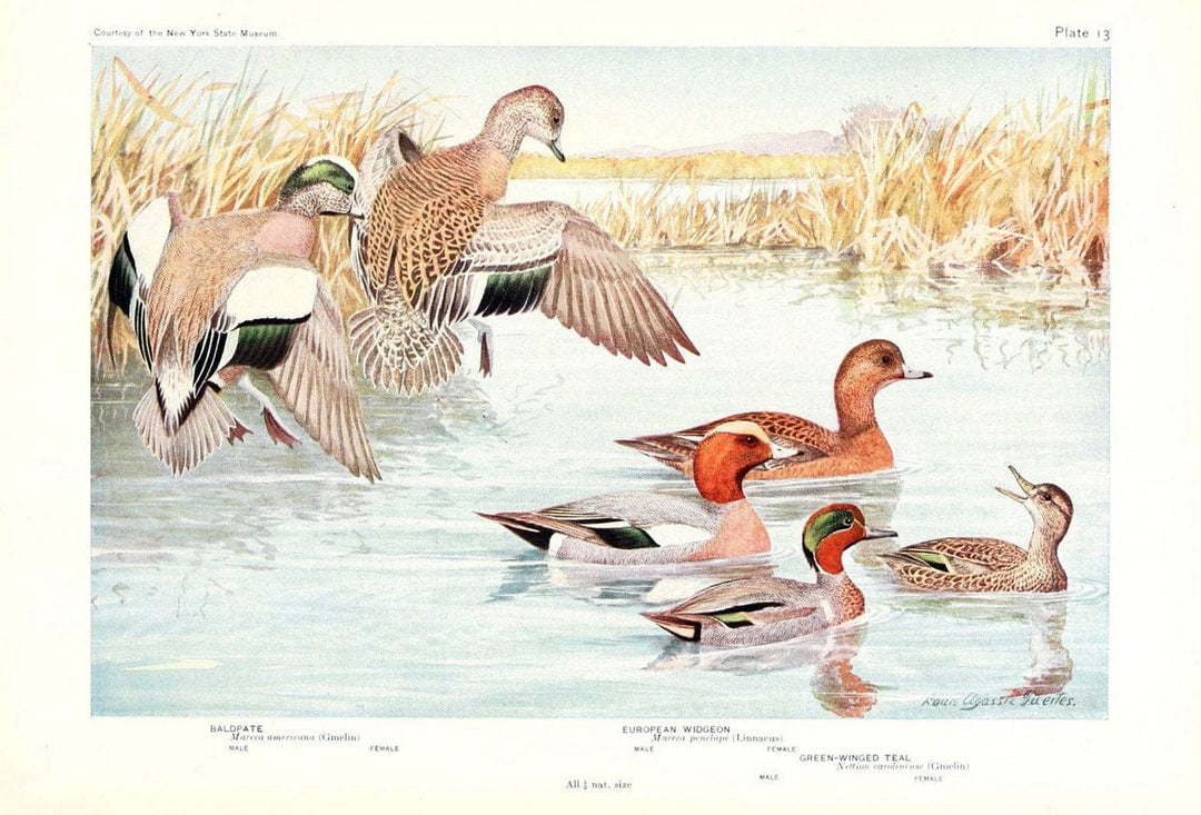 Birds of America v.1.New York,The University Society,1923. | 59.82(7) Birds "North America"  | Vintage Print Reproduction 462420