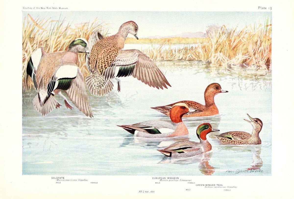 Birds of America v.1.New York,The University Society,1923. | 59.82(7) Birds "North America"  | Vintage Print Reproduction 462420