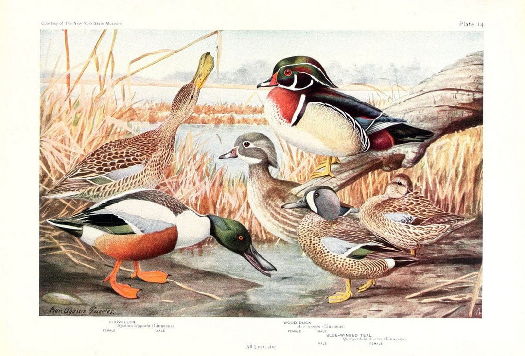 Birds of America v.1.New York,The University Society,1923. | 59.82(7) Birds "North America"  | Vintage Print Reproduction 462421