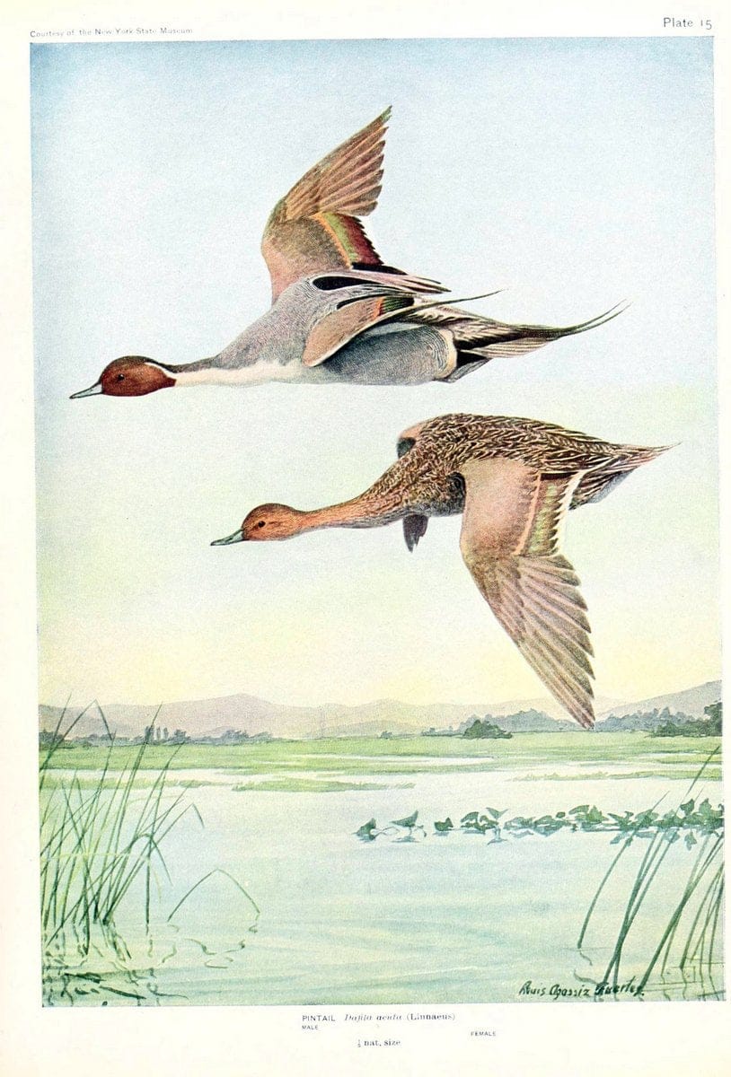 Birds of America v.1.New York,The University Society,1923. | 59.82(7) Birds "North America"  | Vintage Print Reproduction 462422