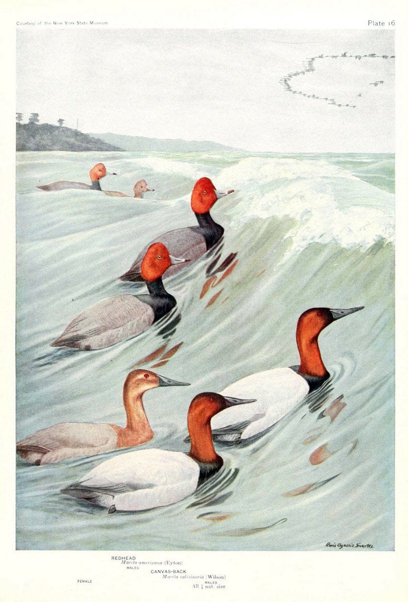 Birds of America v.1.New York,The University Society,1923. | 59.82(7) Birds "North America"  | Vintage Print Reproduction 462423