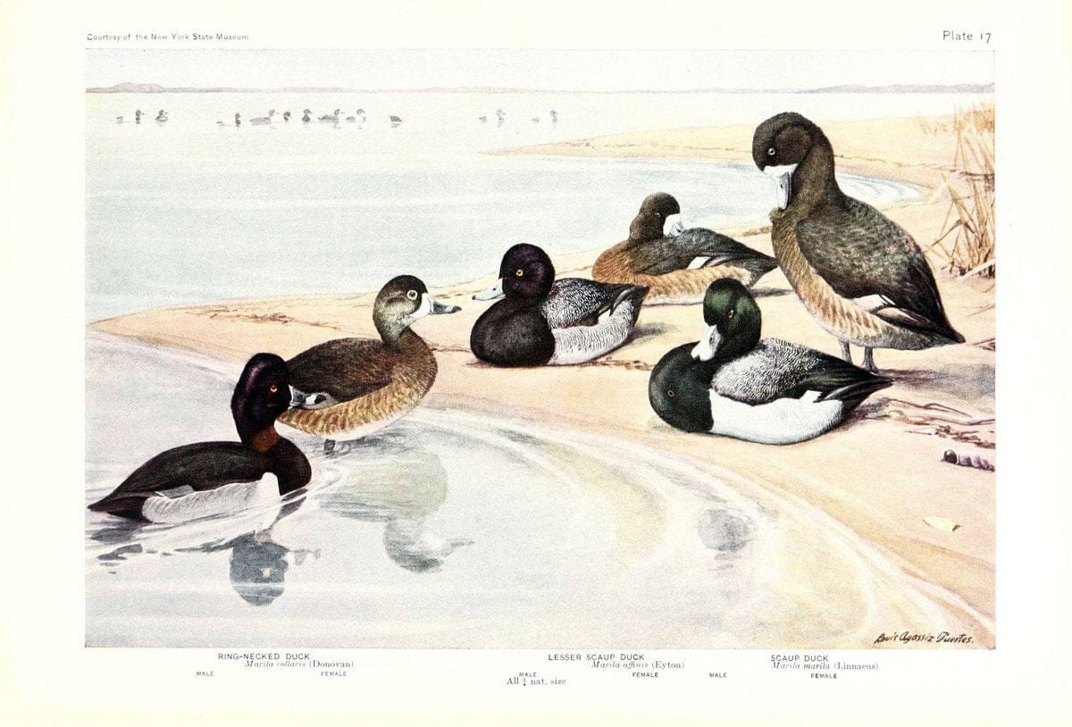 Birds of America v.1.New York,The University Society,1923. | 59.82(7) Birds "North America"  | Vintage Print Reproduction 462424