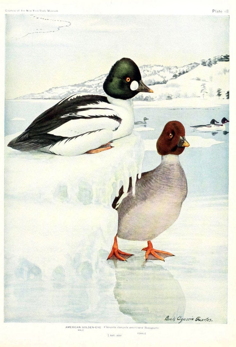 Birds of America v.1.New York,The University Society,1923. | 59.82(7) Birds "North America"  | Vintage Print Reproduction 462425