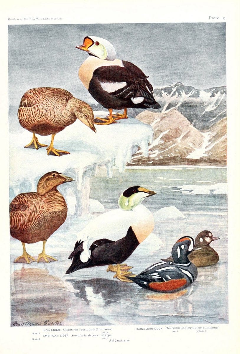 Birds of America v.1.New York,The University Society,1923. | 59.82(7) Birds "North America"  | Vintage Print Reproduction 462426