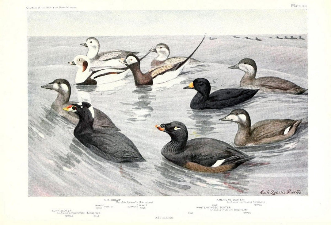 Birds of America v.1.New York,The University Society,1923. | 59.82(7) Birds "North America"  | Vintage Print Reproduction 462427