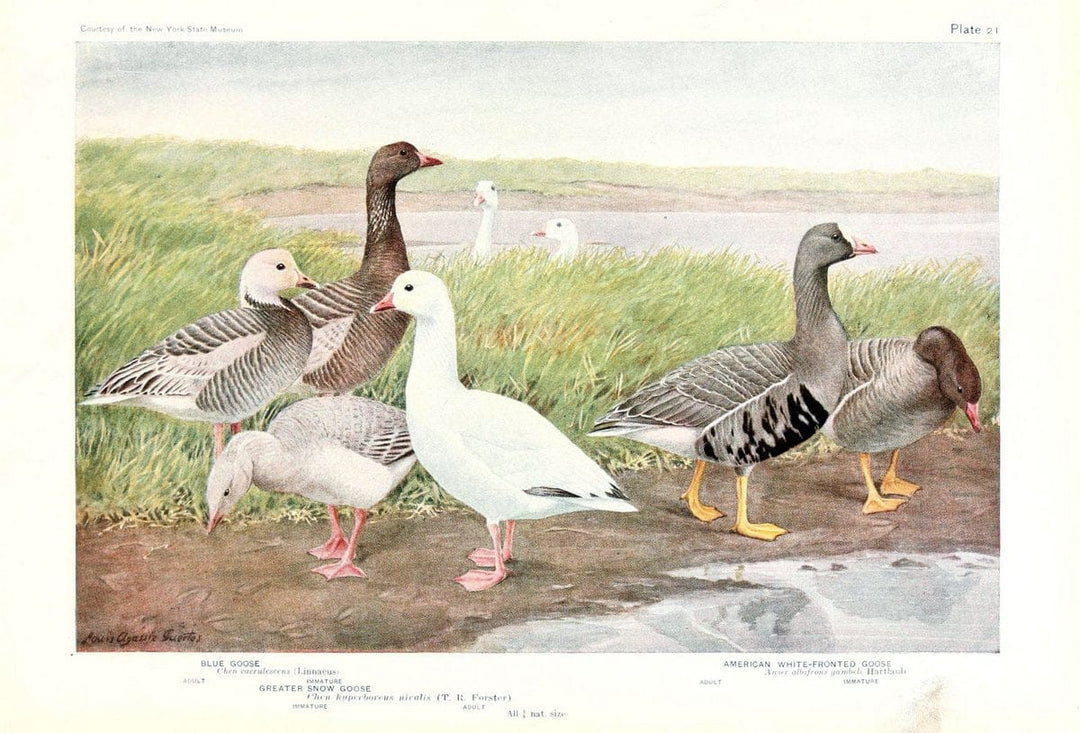 Birds of America v.1.New York,The University Society,1923. | 59.82(7) Birds "North America"  | Vintage Print Reproduction 462428