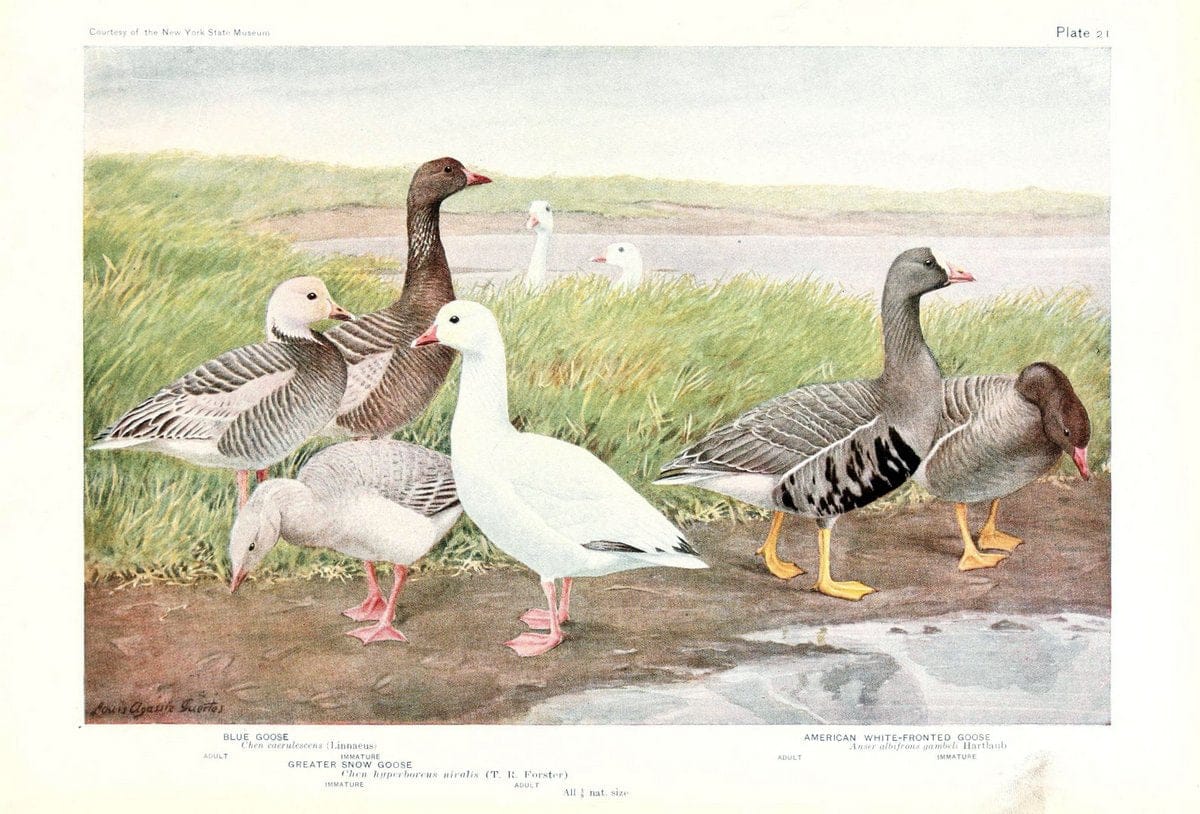 Birds of America v.1.New York,The University Society,1923. | 59.82(7) Birds "North America"  | Vintage Print Reproduction 462428