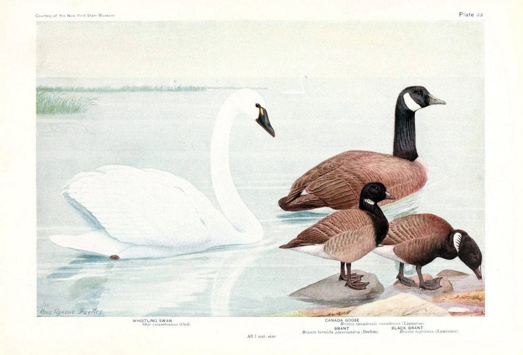 Birds of America v.1.New York,The University Society,1923. | 59.82(7) Birds "North America"  | Vintage Print Reproduction 462429