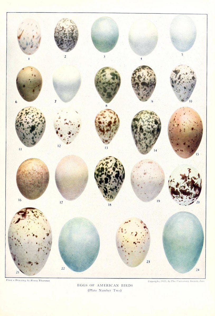 Birds of America v.1.New York,The University Society,1923. | 59.82(7) Birds "North America"  | Vintage Print Reproduction 462430