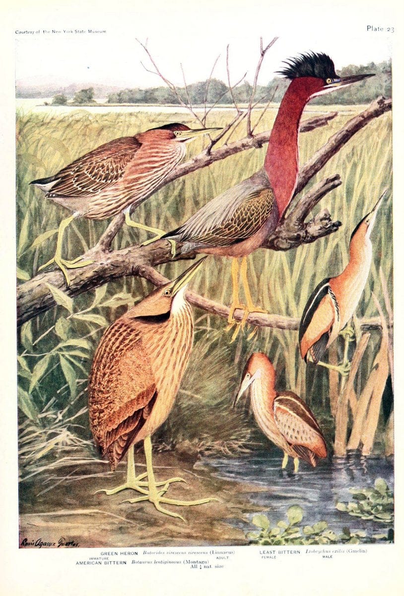 Birds of America v.1.New York,The University Society,1923. | 59.82(7) Birds "North America"  | Vintage Print Reproduction 462431