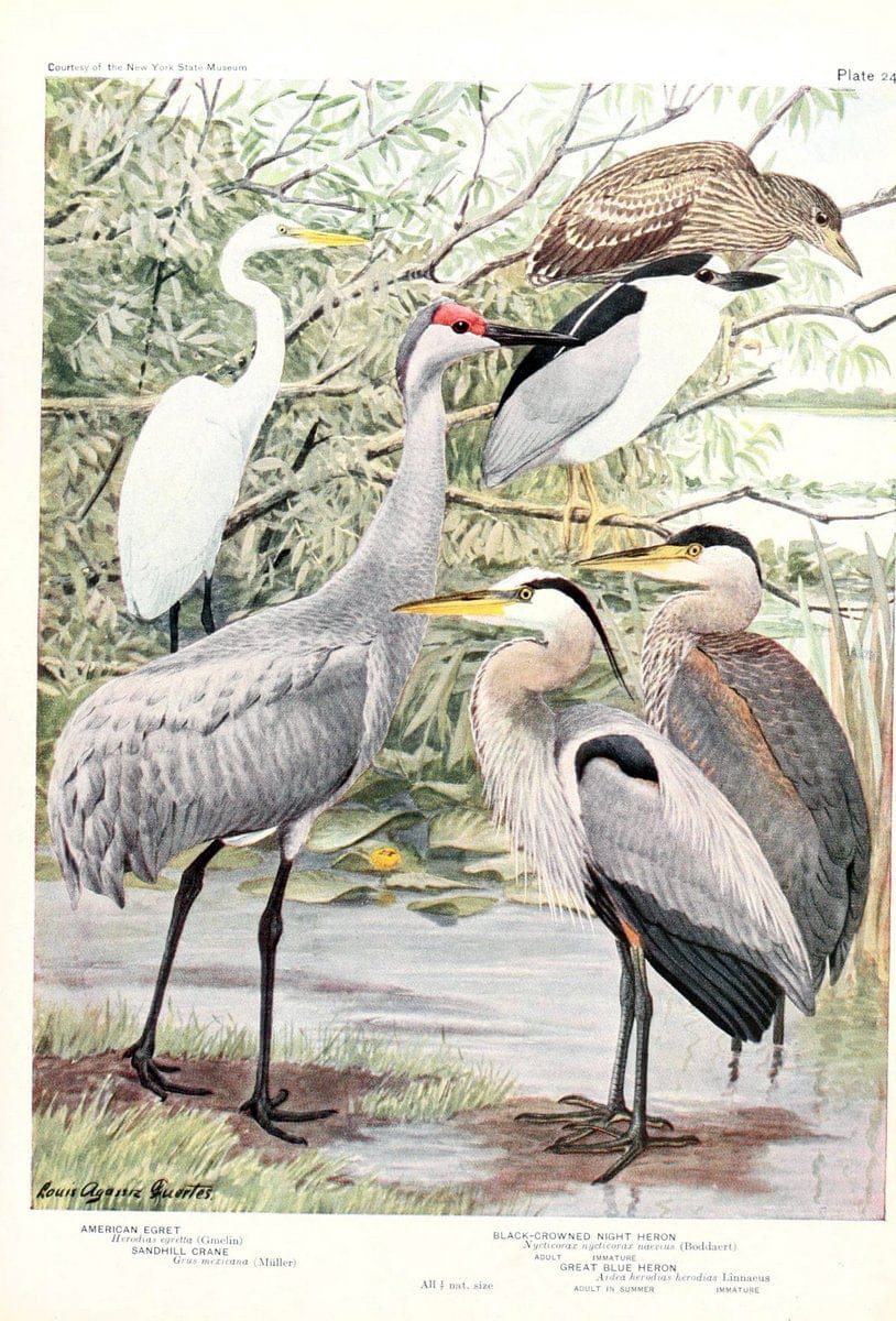 Birds of America v.1.New York,The University Society,1923. | 59.82(7) Birds "North America"  | Vintage Print Reproduction 462432