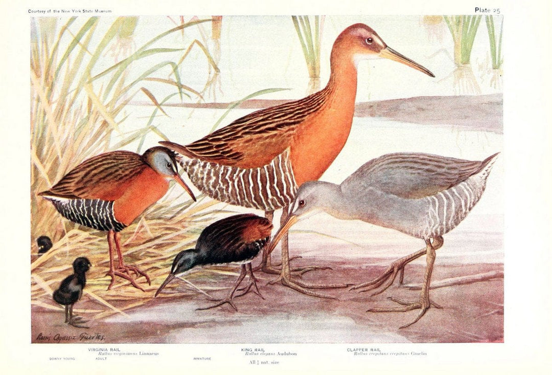 Birds of America v.1.New York,The University Society,1923. | 59.82(7) Birds "North America"  | Vintage Print Reproduction 462433