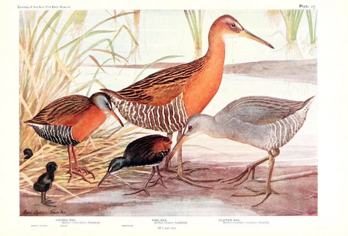 Birds of America v.1.New York,The University Society,1923. | 59.82(7) Birds "North America"  | Vintage Print Reproduction 462433