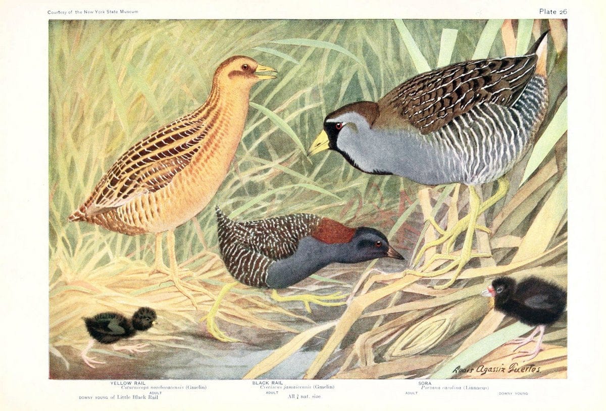 Birds of America v.1.New York,The University Society,1923. | 59.82(7) Birds "North America"  | Vintage Print Reproduction 462434