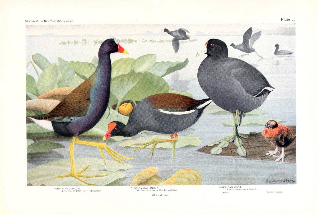 Birds of America v.1.New York,The University Society,1923. | 59.82(7) Birds "North America"  | Vintage Print Reproduction 462435