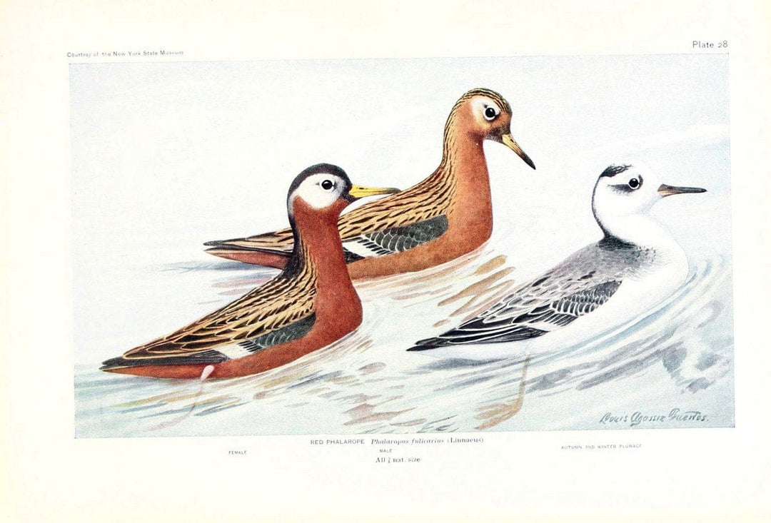 Birds of America v.1.New York,The University Society,1923. | 59.82(7) Birds "North America"  | Vintage Print Reproduction 462436