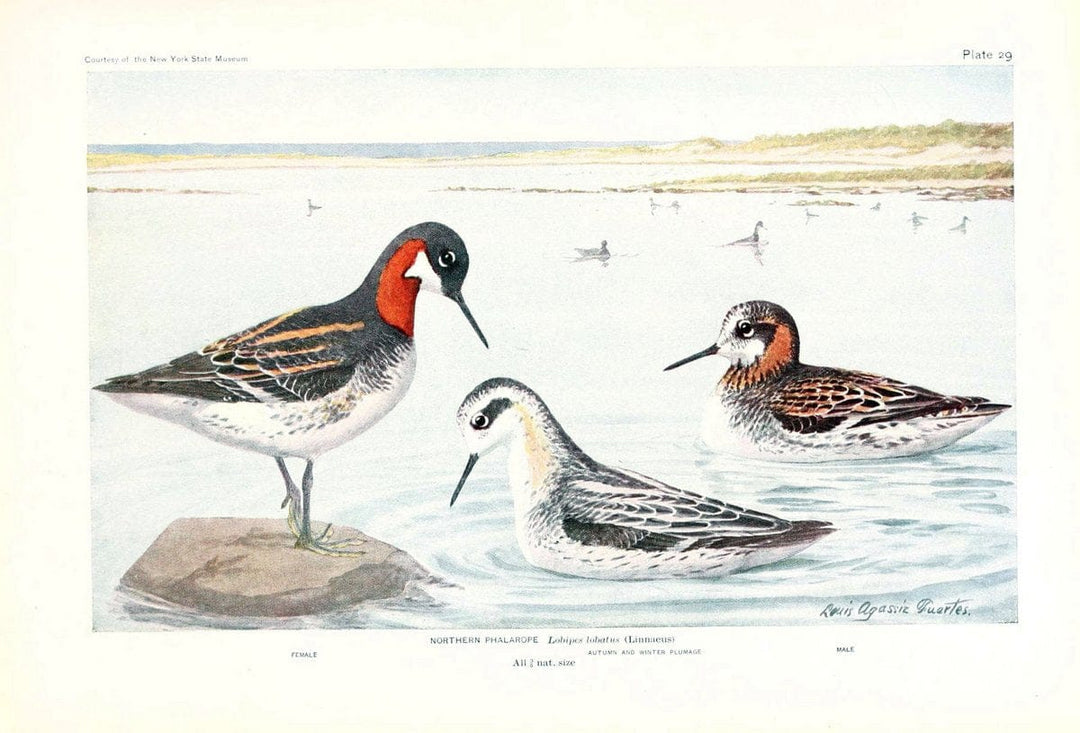 Birds of America v.1.New York,The University Society,1923. | 59.82(7) Birds "North America"  | Vintage Print Reproduction 462437