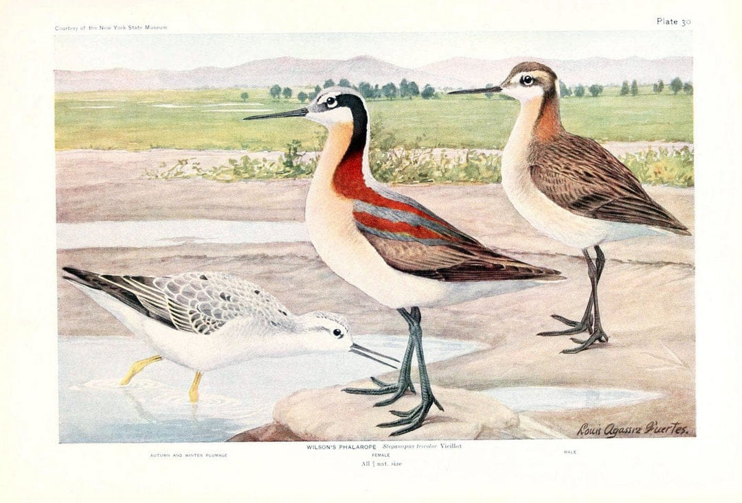 Birds of America v.1.New York,The University Society,1923. | 59.82(7) Birds "North America"  | Vintage Print Reproduction 462438