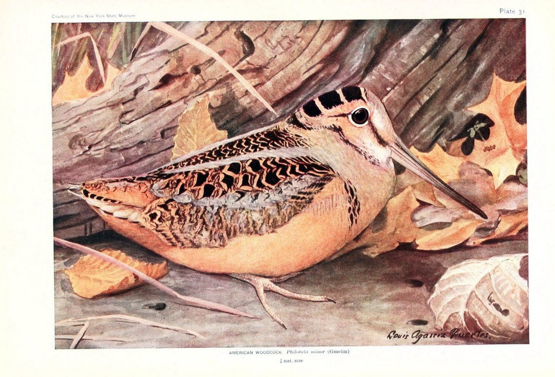 Birds of America v.1.New York,The University Society,1923. | 59.82(7) Birds "North America"  | Vintage Print Reproduction 462439