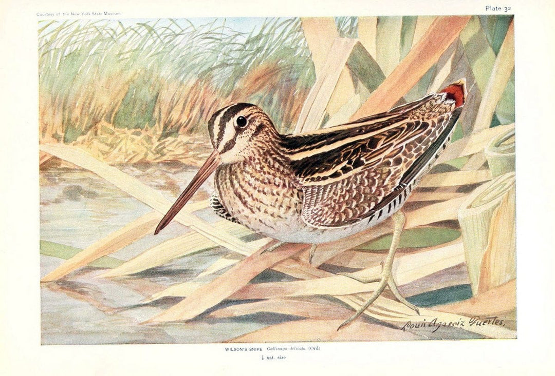 Birds of America v.1.New York,The University Society,1923. | 59.82(7) Birds "North America"  | Vintage Print Reproduction 462440