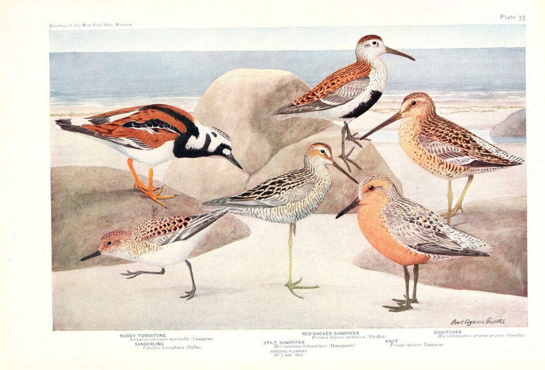 Birds of America v.1.New York,The University Society,1923. | 59.82(7) Birds "North America"  | Vintage Print Reproduction 462441