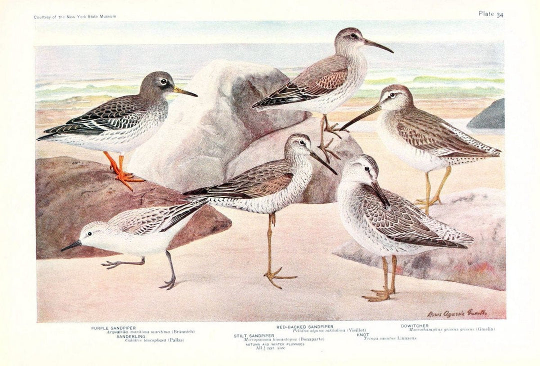 Birds of America v.1.New York,The University Society,1923. | 59.82(7) Birds "North America"  | Vintage Print Reproduction 462442