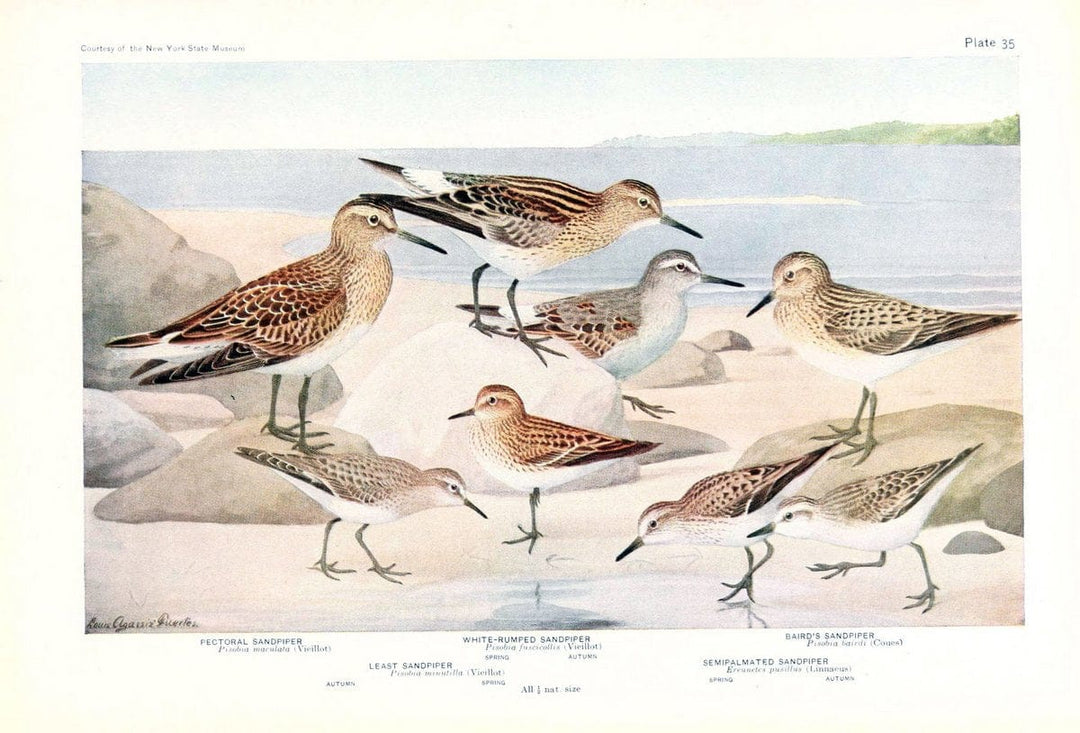 Birds of America v.1.New York,The University Society,1923. | 59.82(7) Birds "North America"  | Vintage Print Reproduction 462443