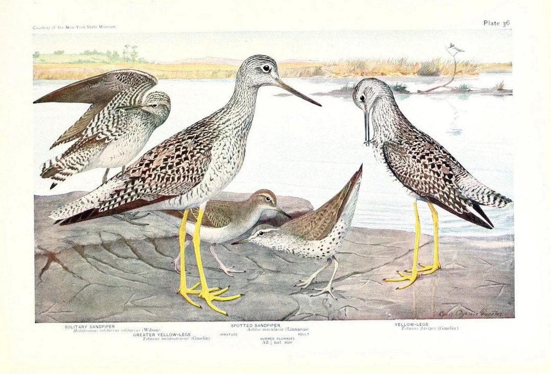 Birds of America v.1.New York,The University Society,1923. | 59.82(7) Birds "North America"  | Vintage Print Reproduction 462444
