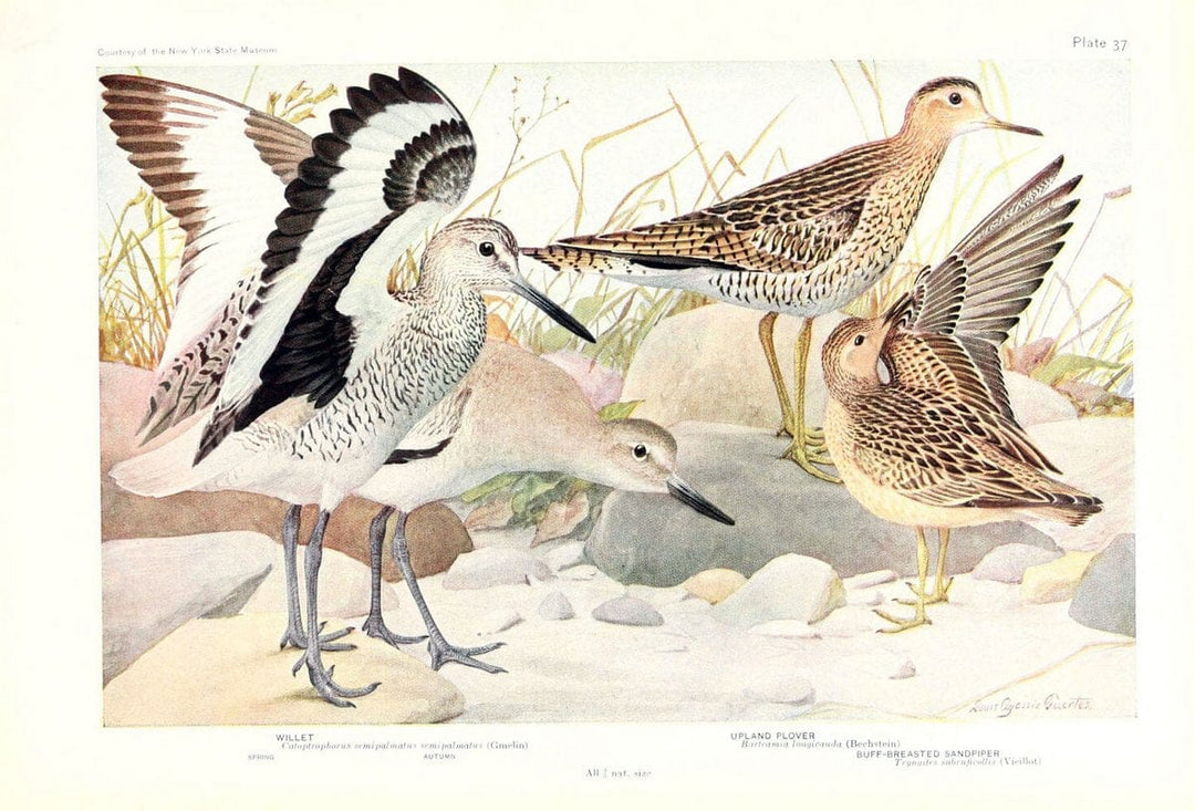 Birds of America v.1.New York,The University Society,1923. | 59.82(7) Birds "North America"  | Vintage Print Reproduction 462445